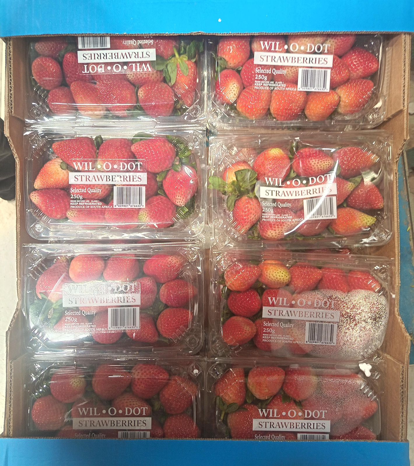 STRAWBERY S/Africa (1*16) فراولة/ج افريقيا