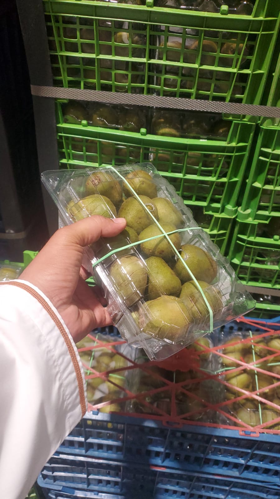 Kiwi Saffron/ Iran Box (1*6) كيوي ايراني زعفراني