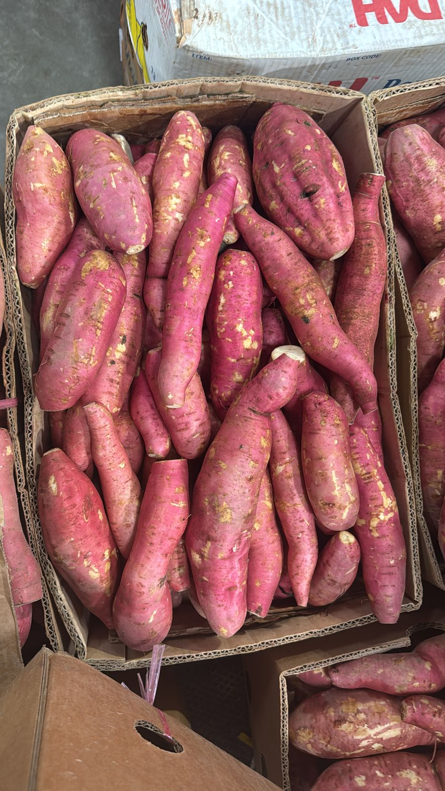 Sweet Potato/Oman 17-19kg فندال عماني