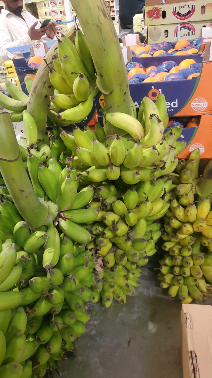 Banana Asska milk/ Salalah 19-20kg موز عسقة حليب صلاله
