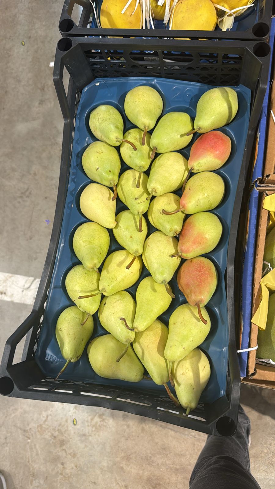 Pears/ Turkey 4.5-5kg كمثرى تركي