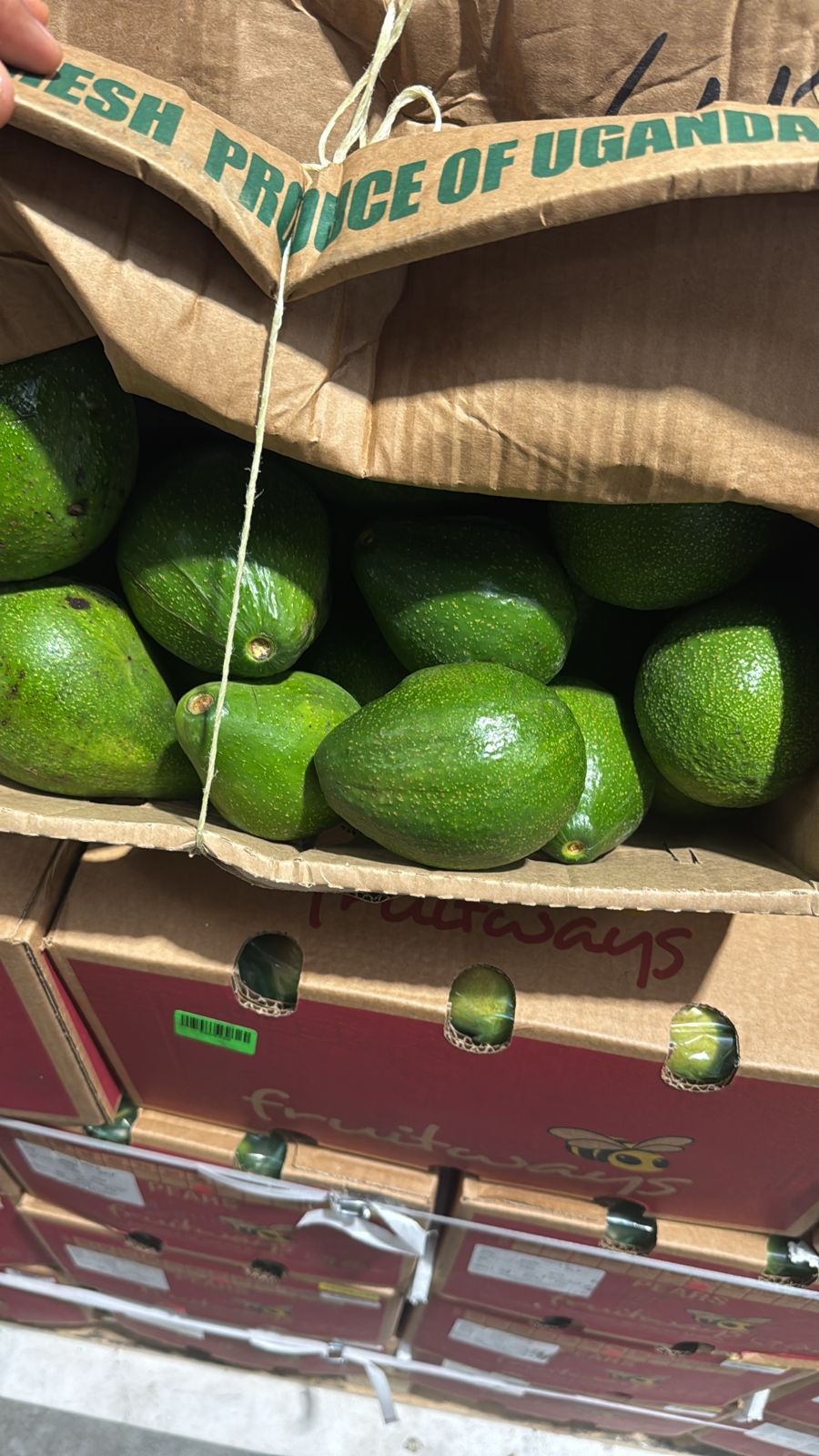 Avocado Uganda box 10kg افوكادو اوغندا كرتون
