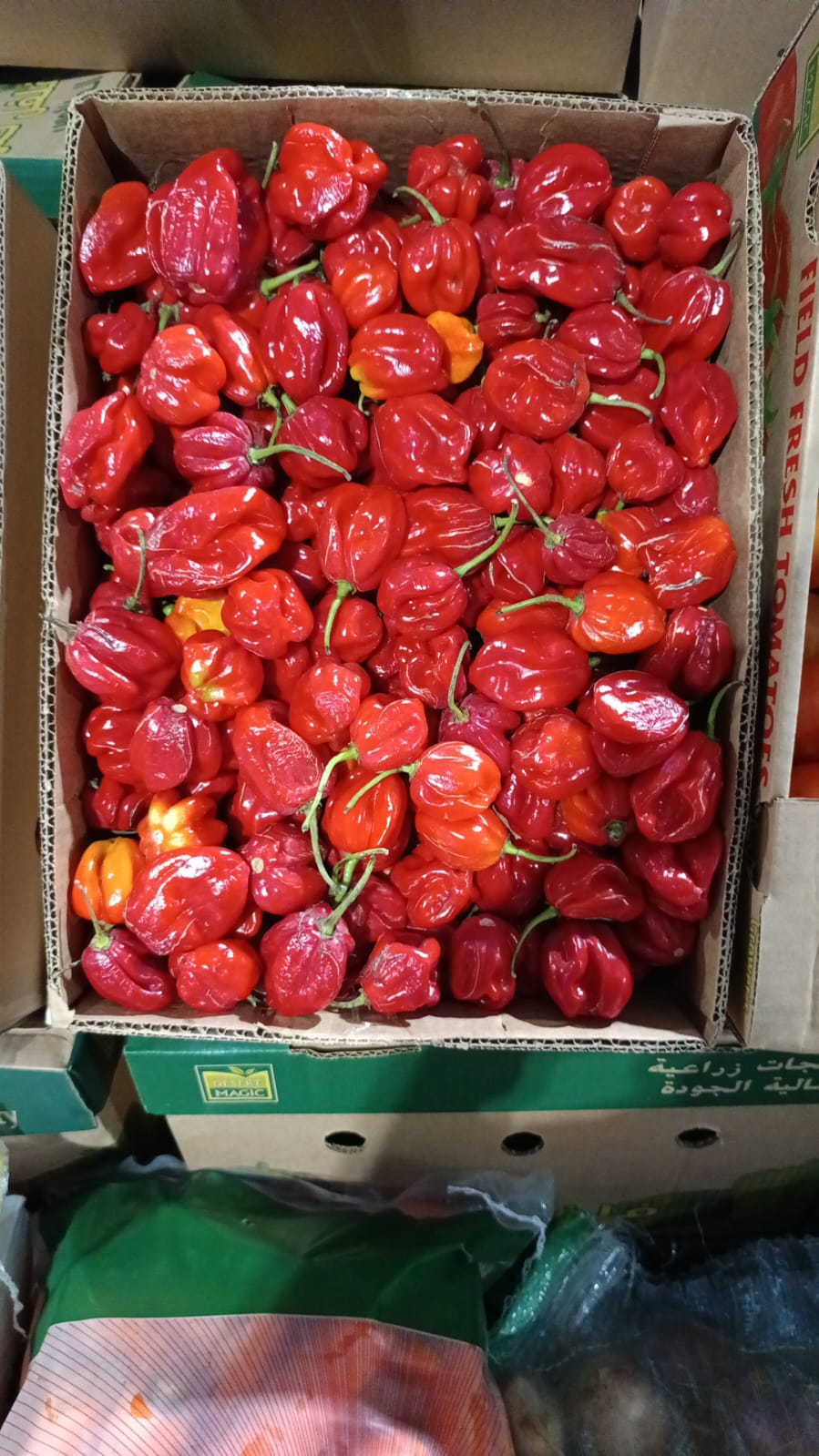 Pepper red hot/ فلفل احمر حار