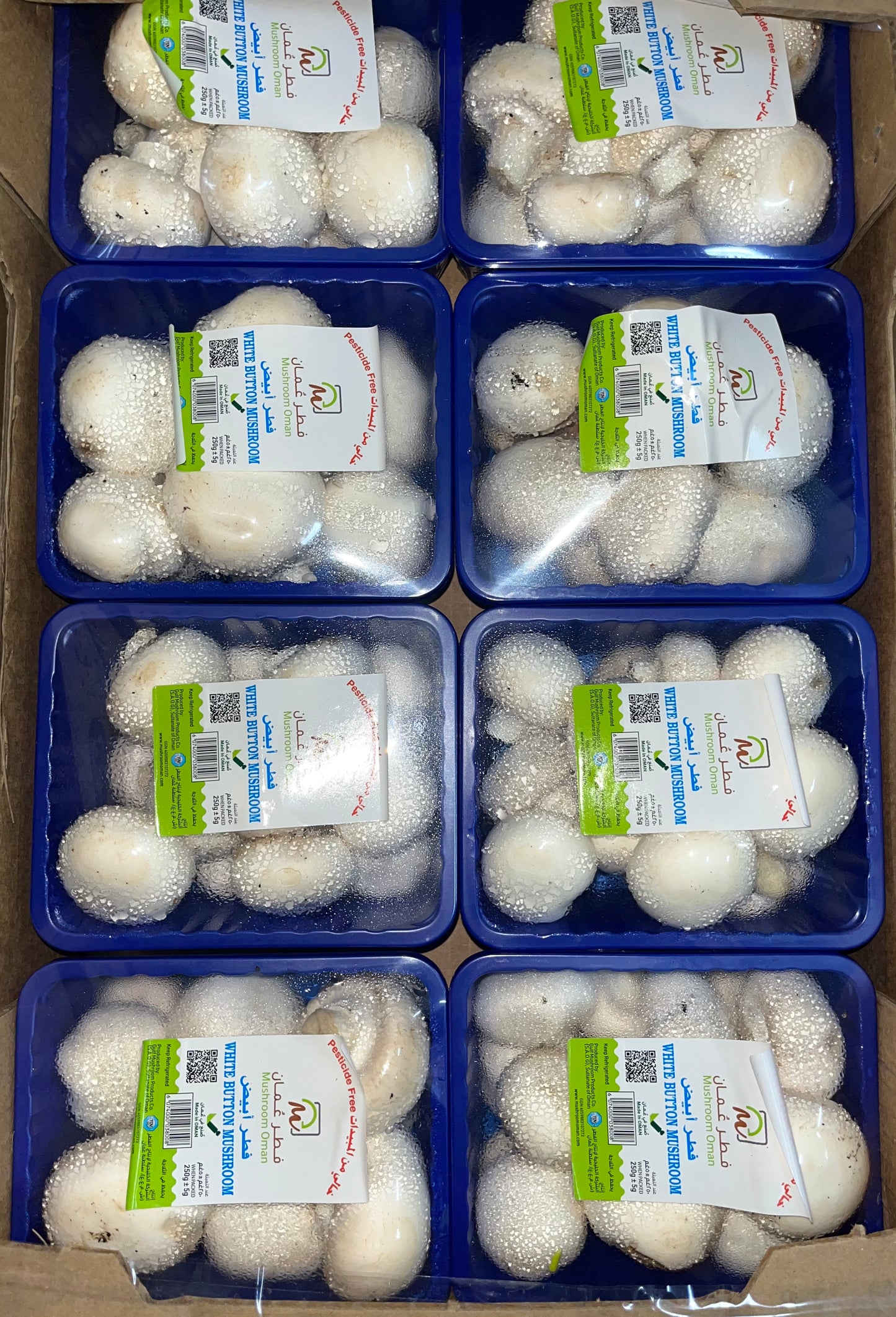 Mushroom White 8x250g مشروم ابيض