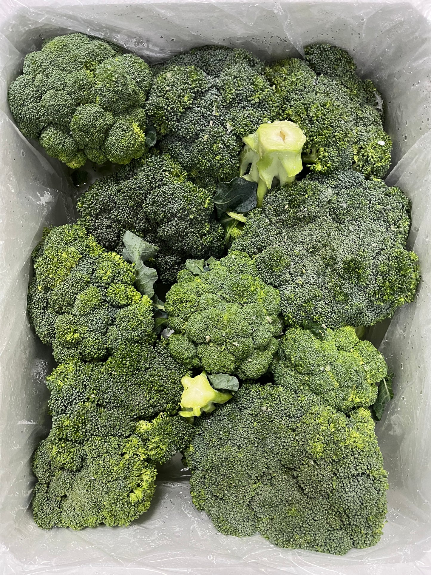 Broccoli/ Iran 6kg بروكلي ايراني