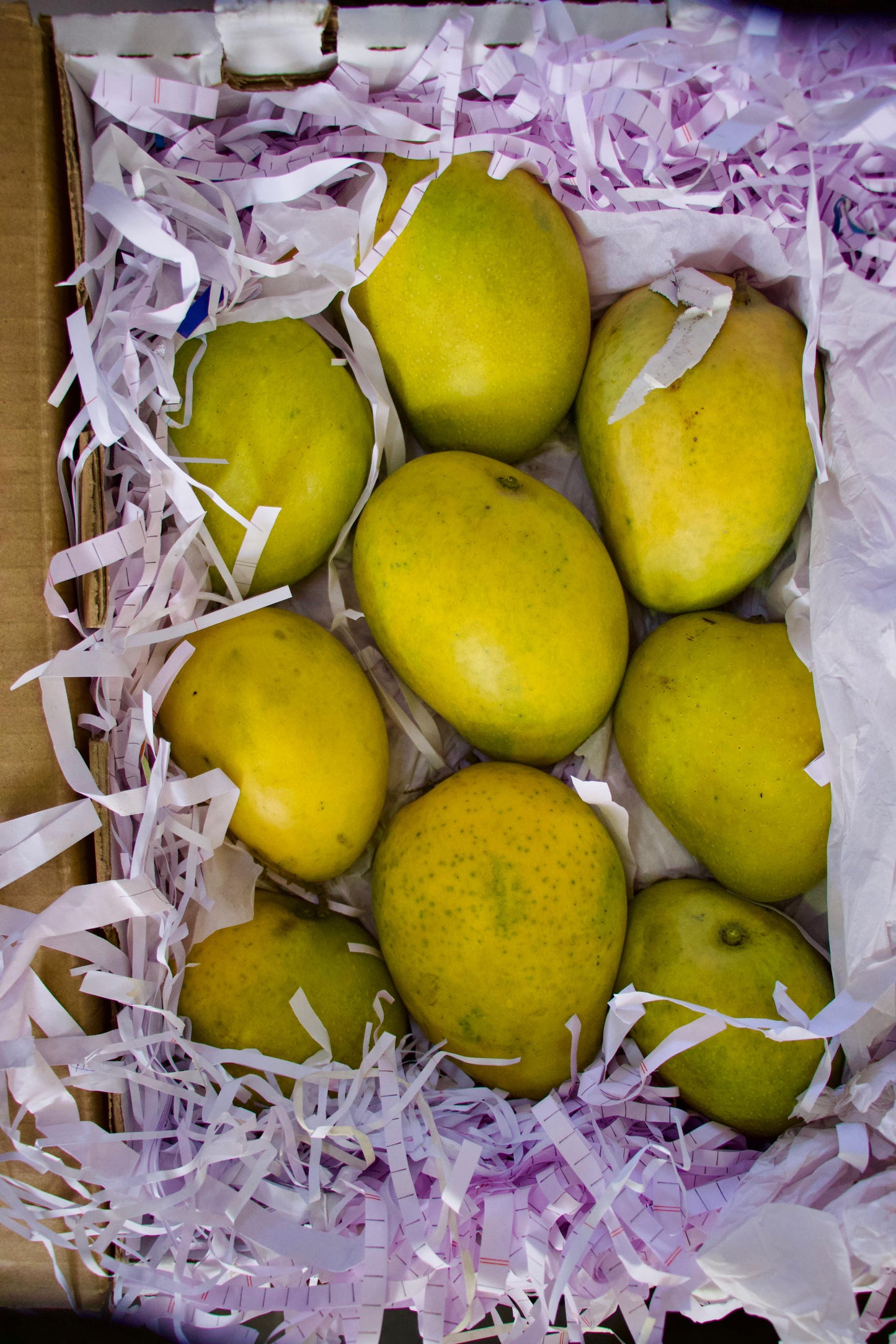 (Mango) Badami India مانجو بادامي هندي