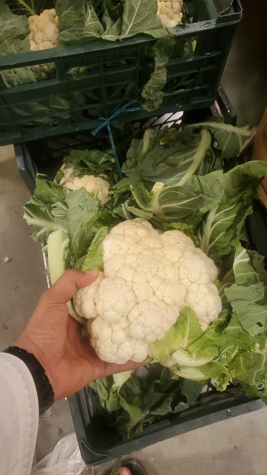 Cauliflower/ Iran 7-8kg قرنبيط (زهرة) ايراني