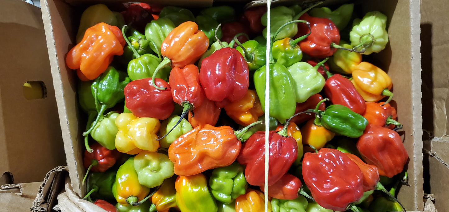 فلفل امبوزي أوغندا/Mbuzi pepper Uganda 4kg