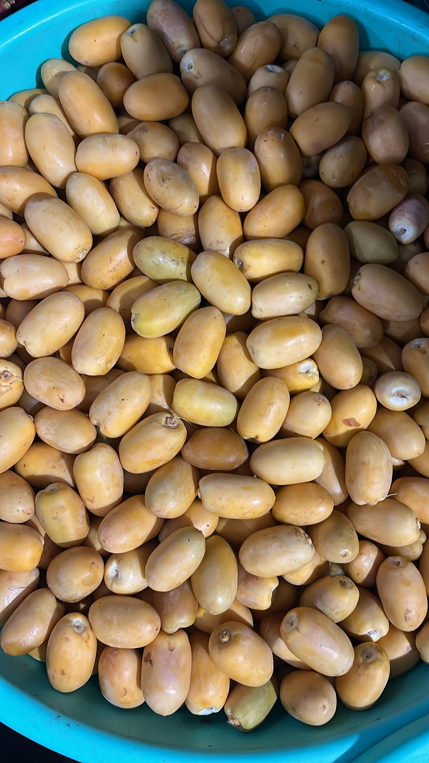 Dates Oman box 5kg كرتون تمر/ رطب عماني