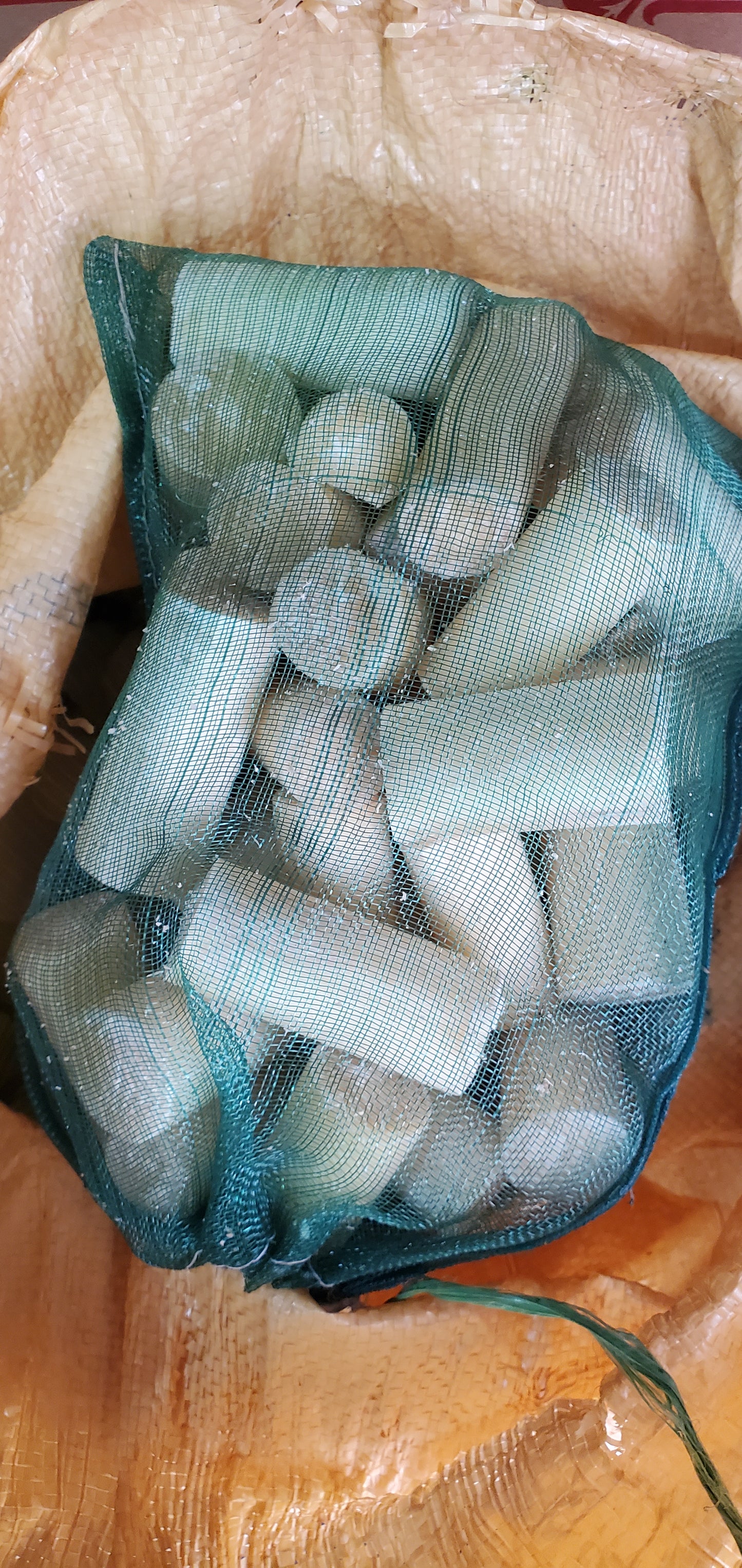 قصب السكر باكستاني / Pakistani sugarcane 1kg