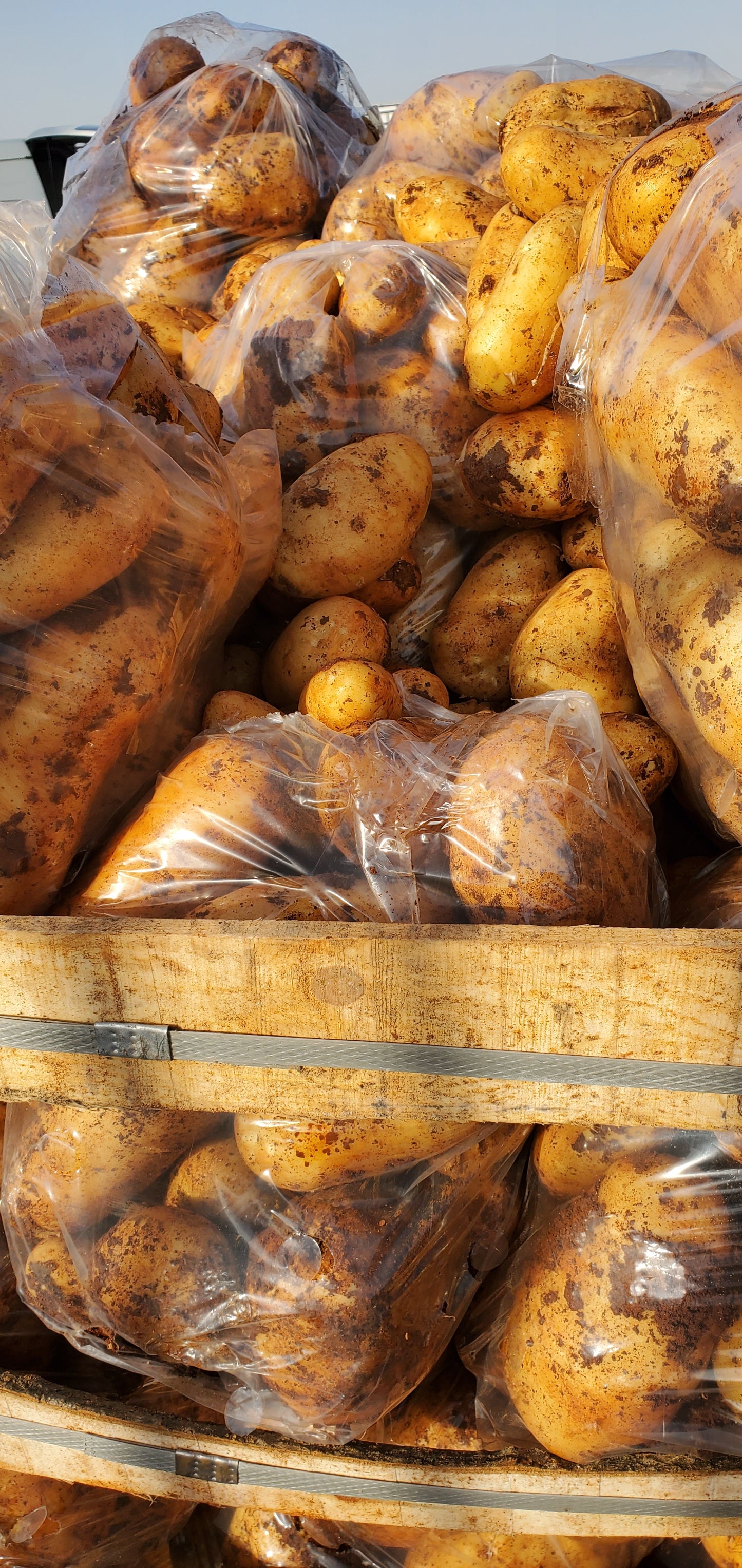 Potato/ Syria 20/18kg بطاطا سورية