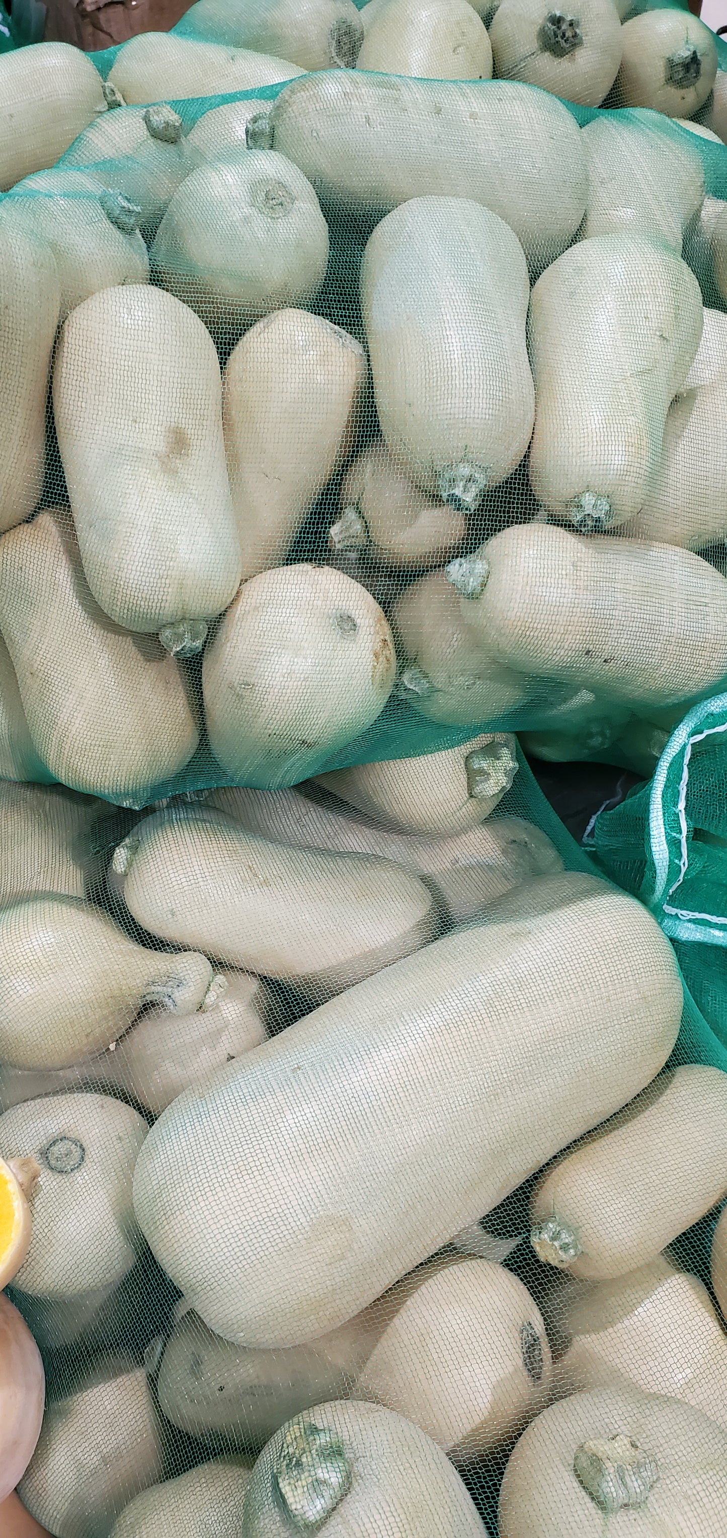 Honey Popper 10kg بوبر عسلي