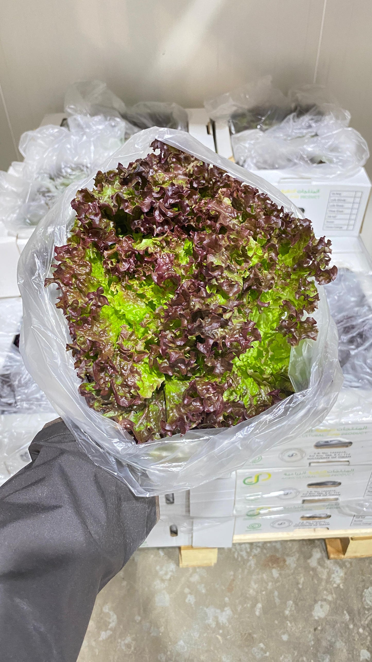 خس لولو Lulu lettuce