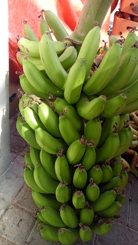 Banana Asska/Salona 10kg موز عسقة صالونة