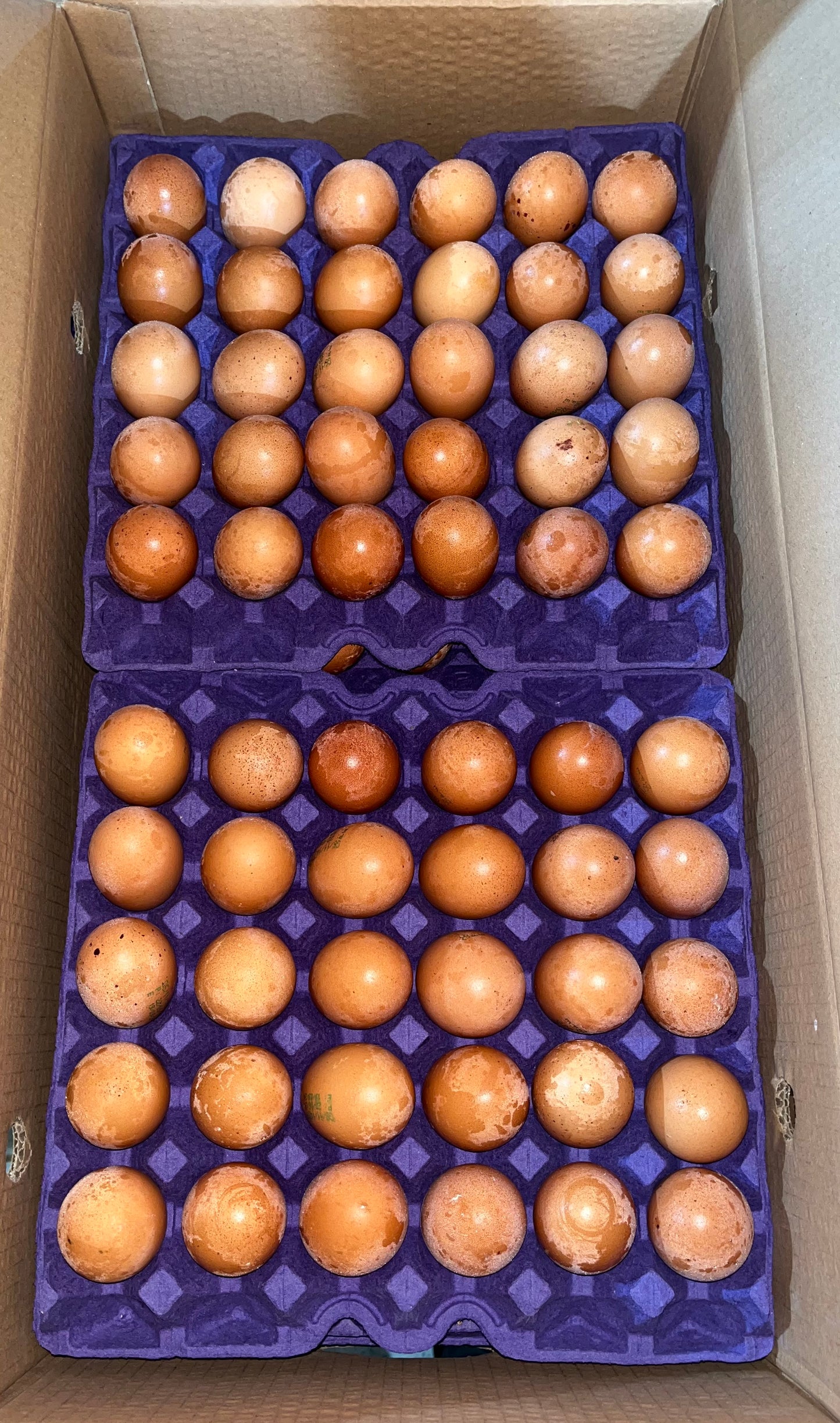 EGG BROWN DANA OMAN بيض بني دانه عمان