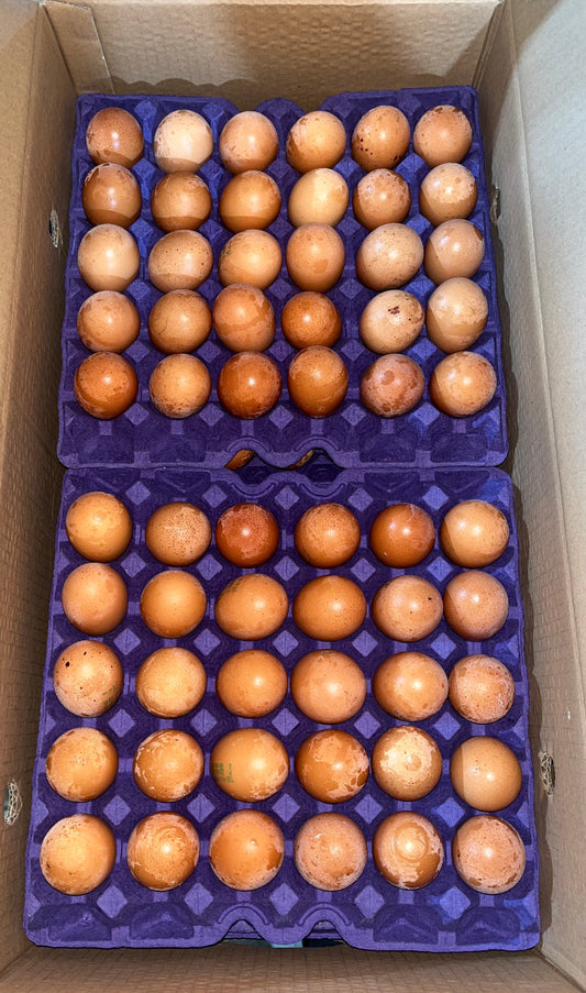 EGG BROWN DANA OMAN بيض بني دانه عمان