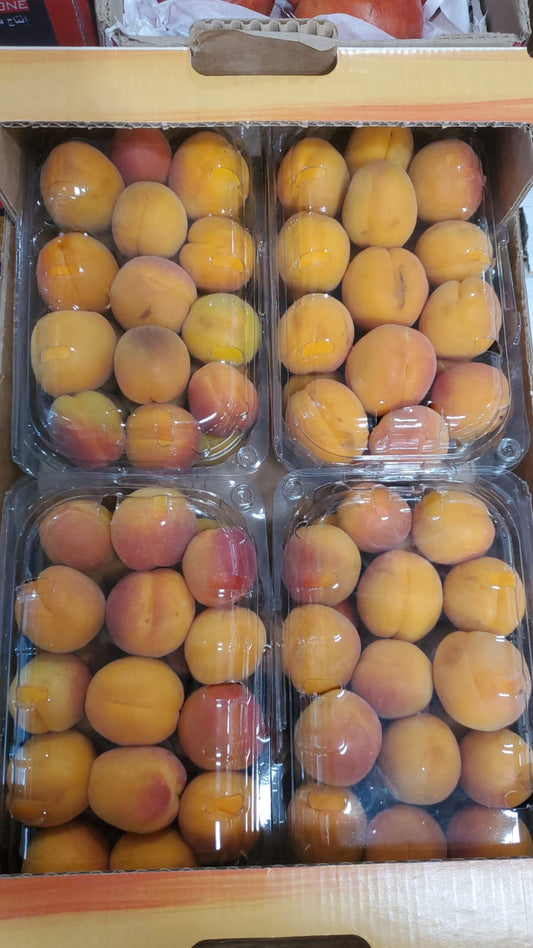APRICOT Jordan (1X4) مشمش/ اردني
