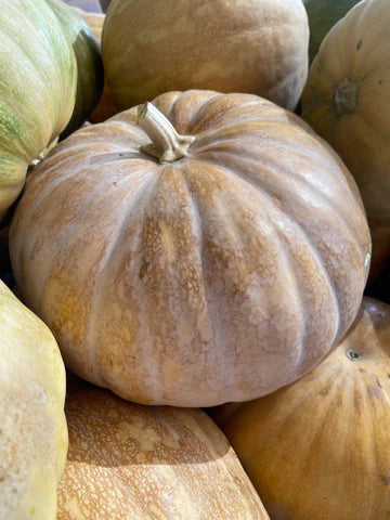 Pumpkin red 10kg بوبر/قرع احمر
