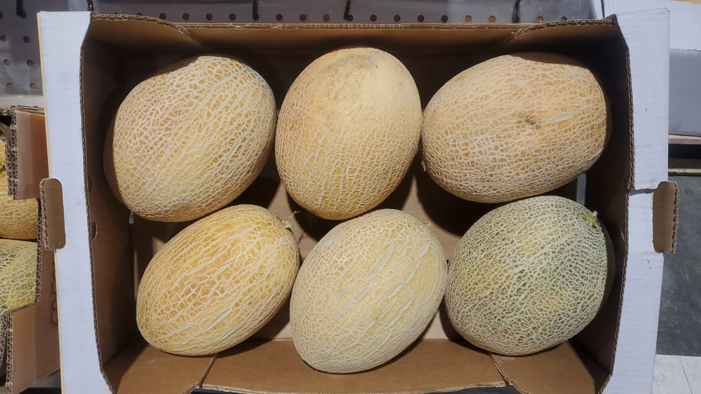 SWEET MELON JORDAN KG شمام/ اردني
