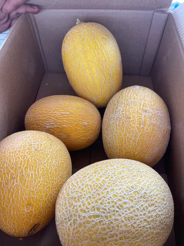 Sweet Melon/Oman 100 kg شمام عماني