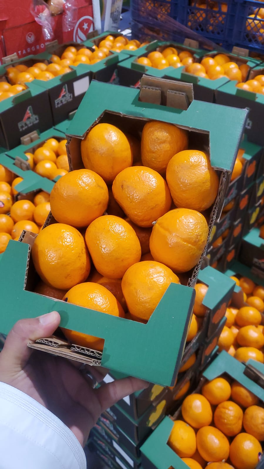 MANDARIN/ EGYP 2.6kg سنترة مصرية