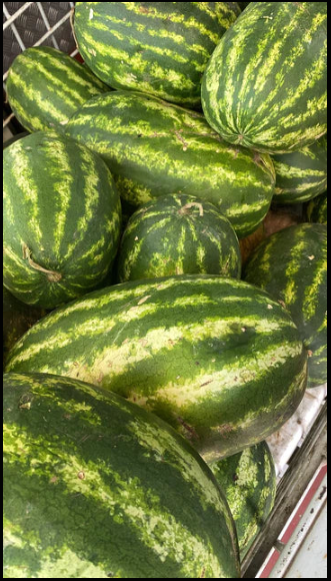 Watermelon 50kg بطيخ