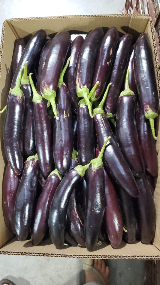 Eggplant Black long 8kg باذنجان اسود طويل