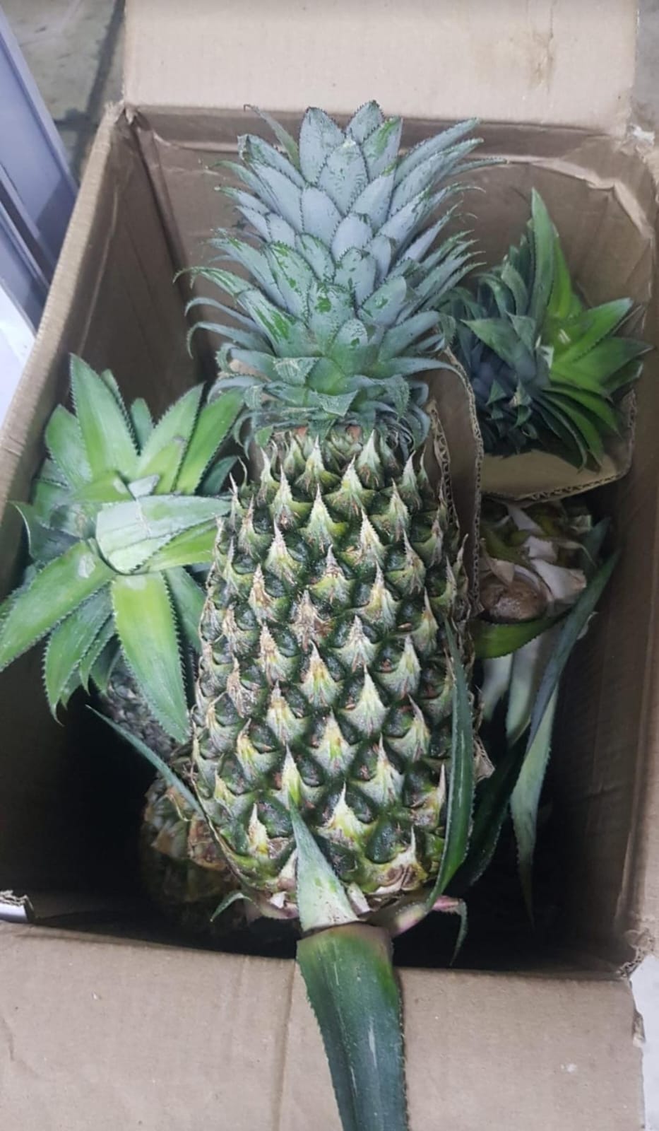 Pineapple plane/ India اناناس طيارة هندي