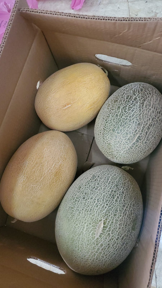 Sweet Melon/Oman 10kg شمام عماني