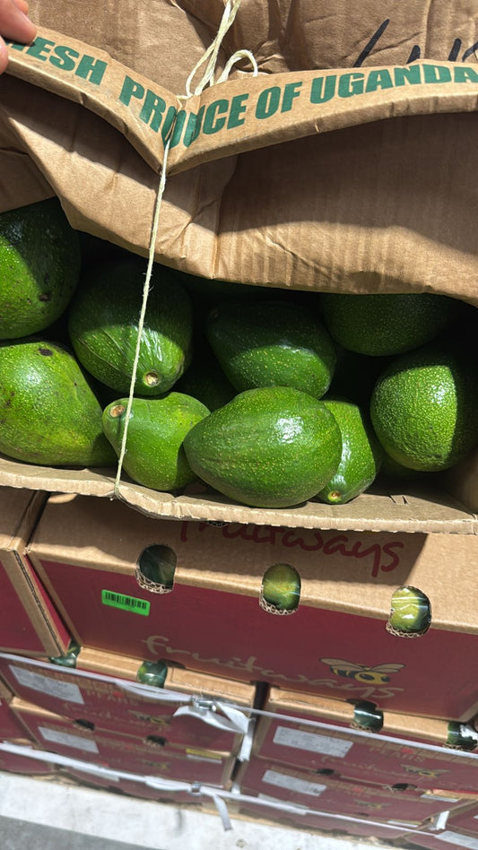 Avocado Uganda box 10kg افوكادو اوغندا كرتون
