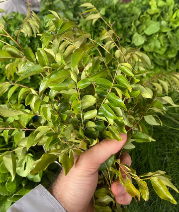 Leaves(Curry) 1k  اوراق كاري (غار)