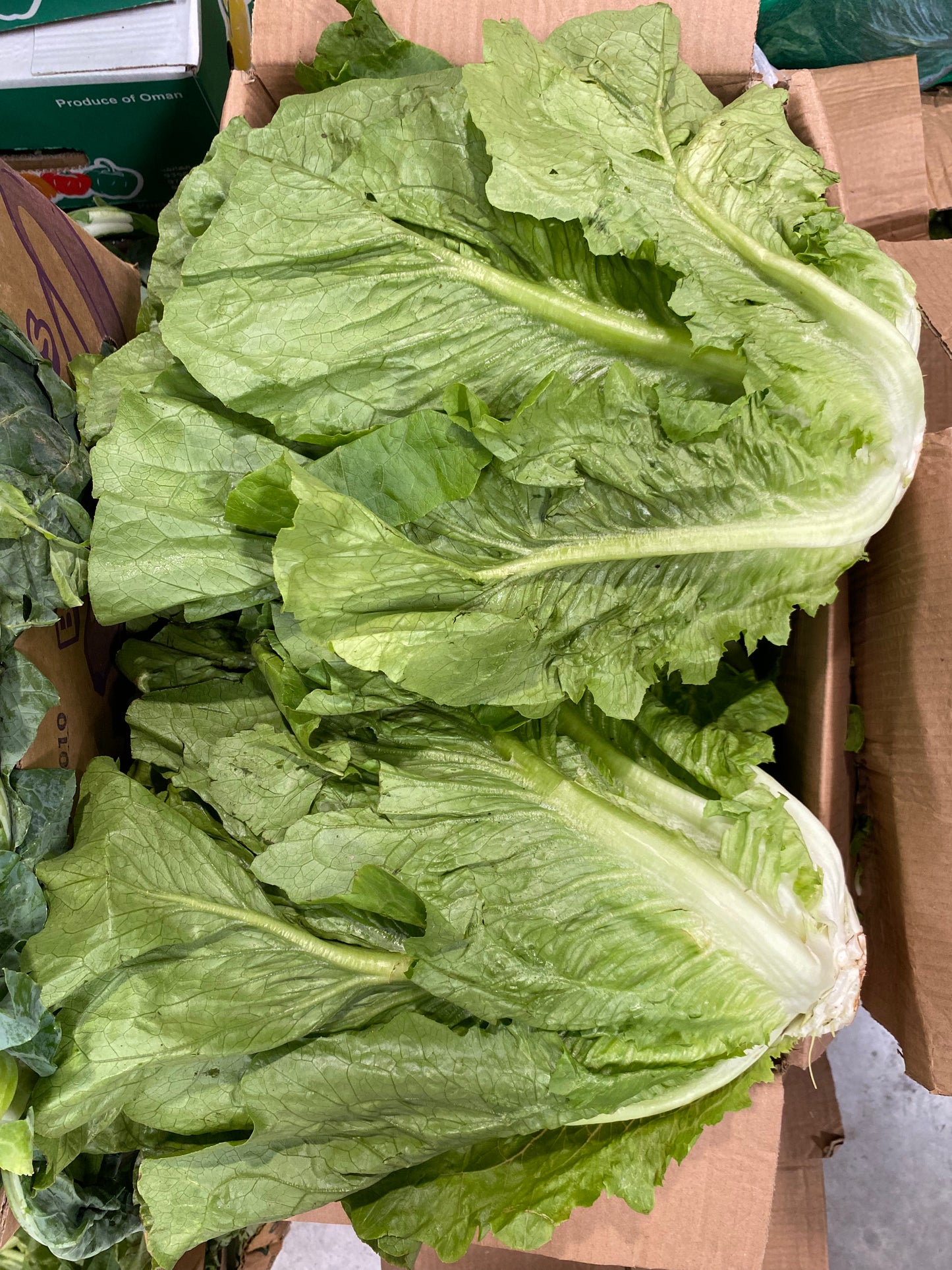 Leaves (Lettuce) 9kg خس عماني كرتون