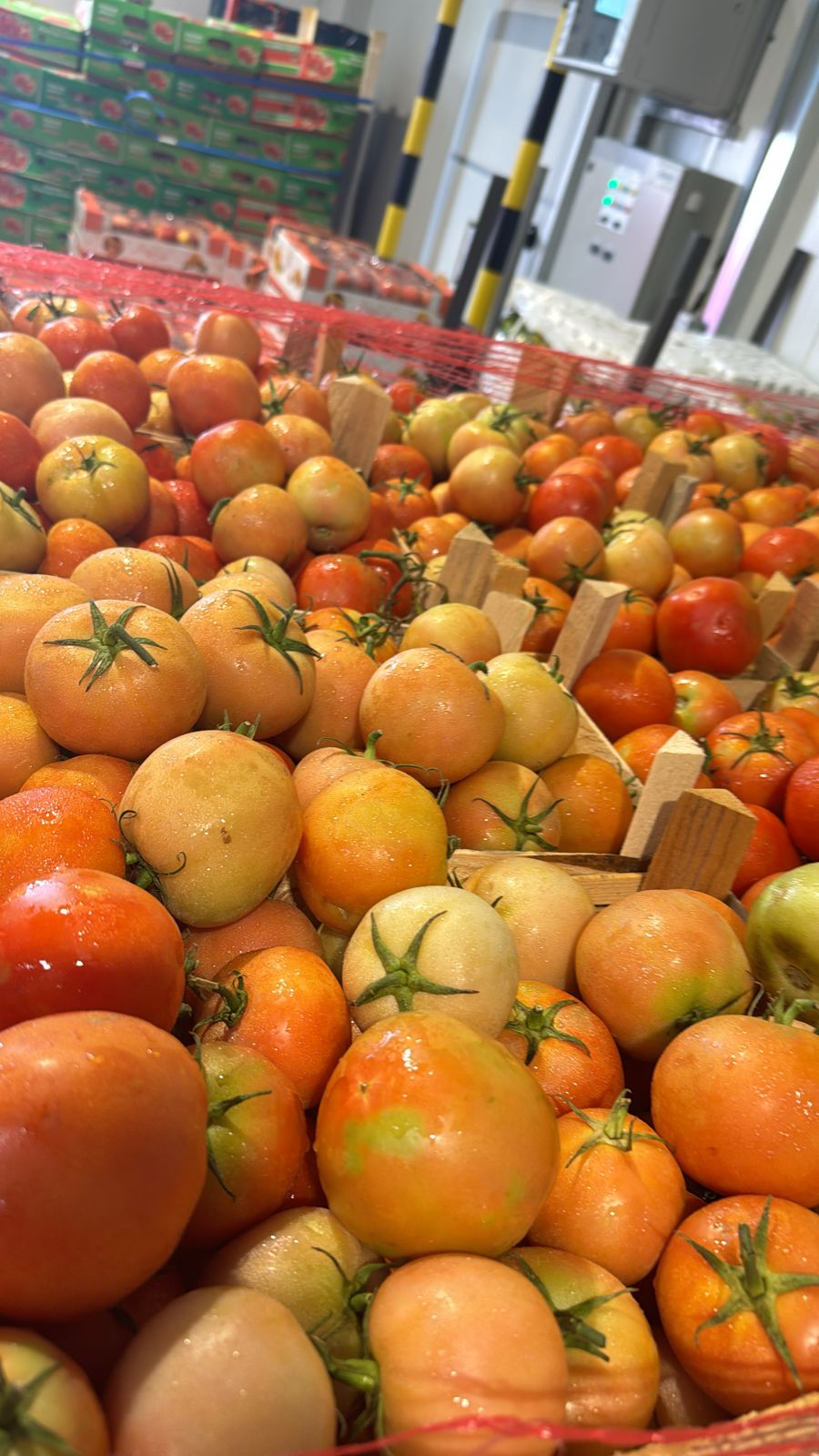Green House Tomato/ Oman 6kg طماطم بيوت زراعية عماني