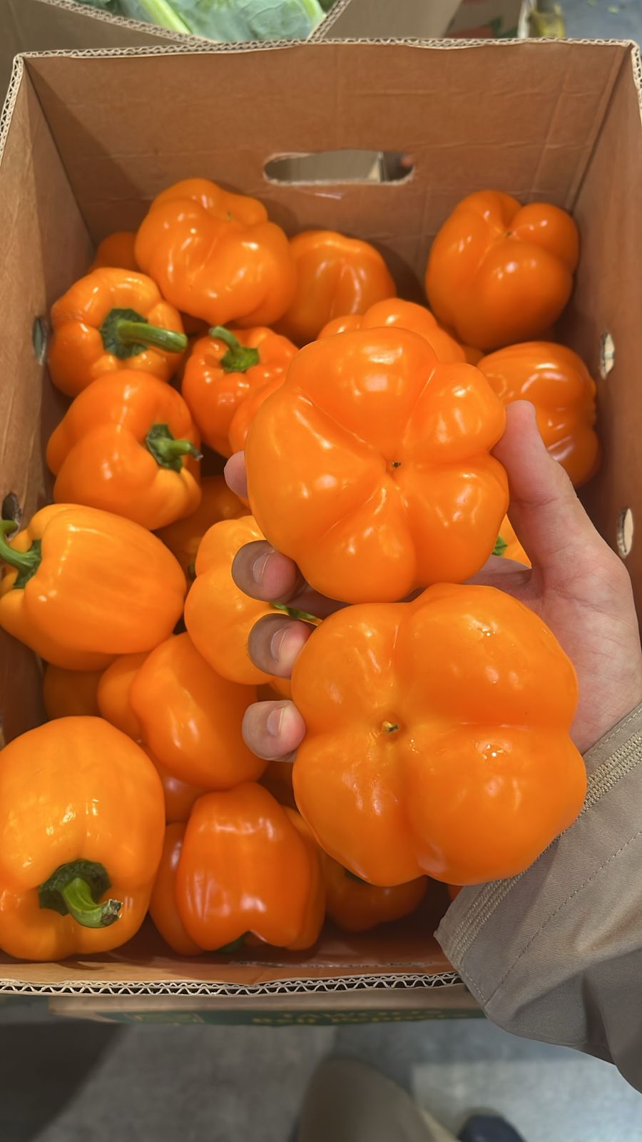 Bell Pepper (Orange) 4.5kg فلفل رومي برتقالي