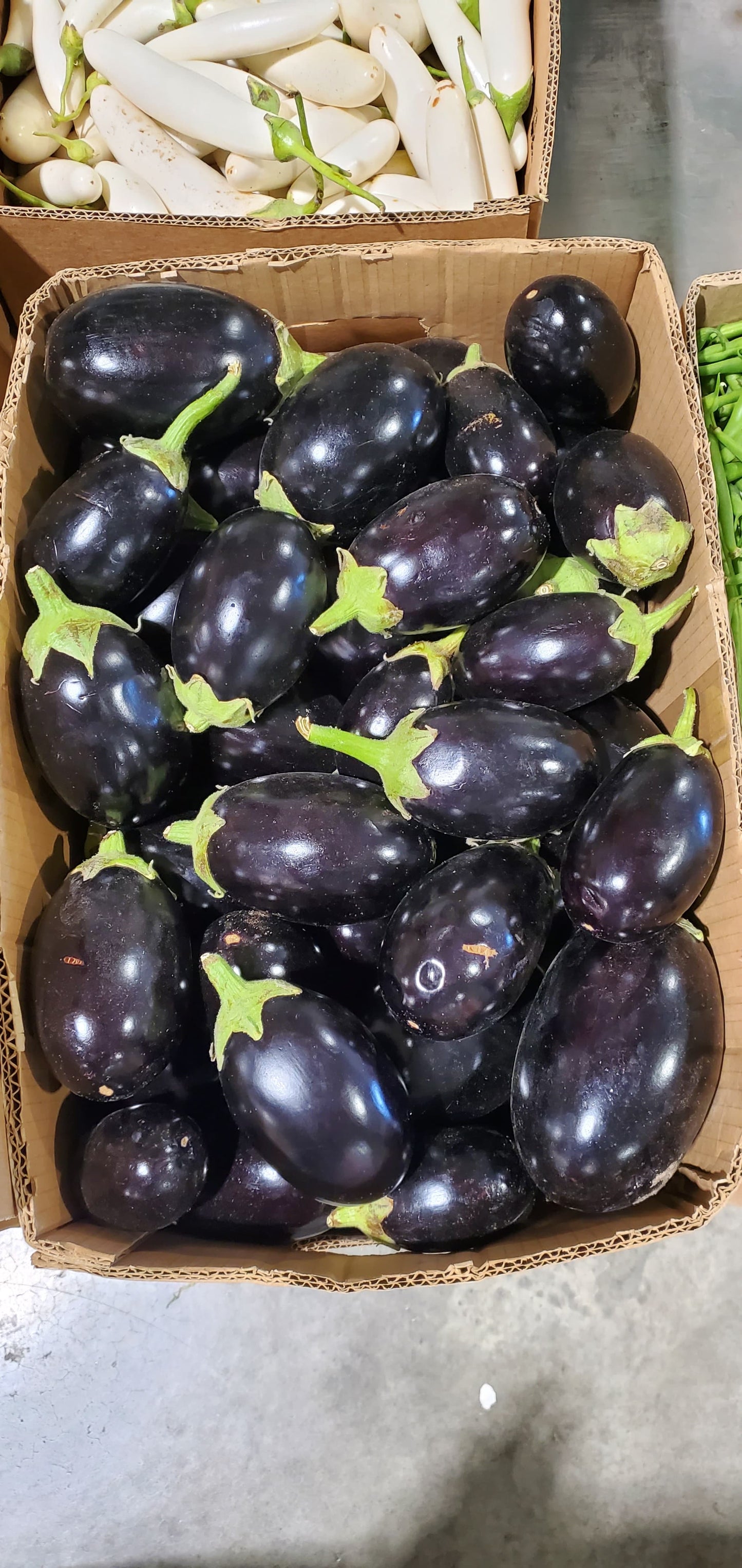 Eggplant/ Oman box 7kg باذنجان عماني كرتون