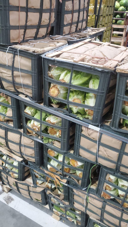 Leaves (Lettuce)/ Iran 12kg خس ايراني