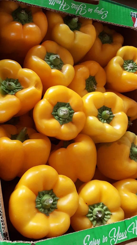 Bell Pepper (Yellow) 5kg فلفل رومي اصفر
