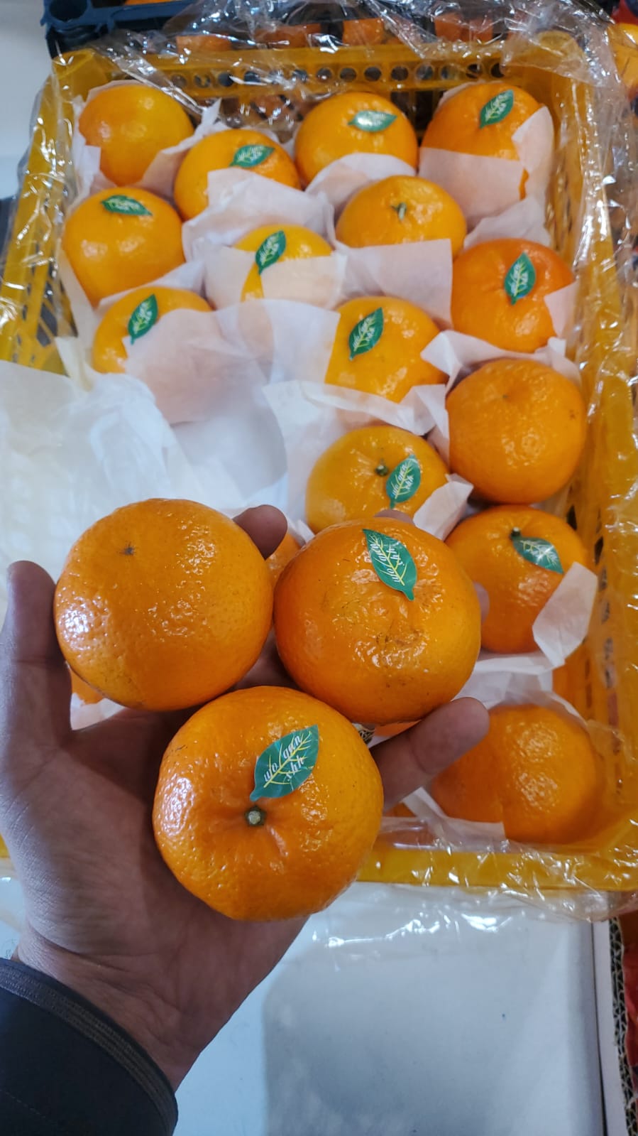Mandarin (China) 5-6kg سنترة الصين