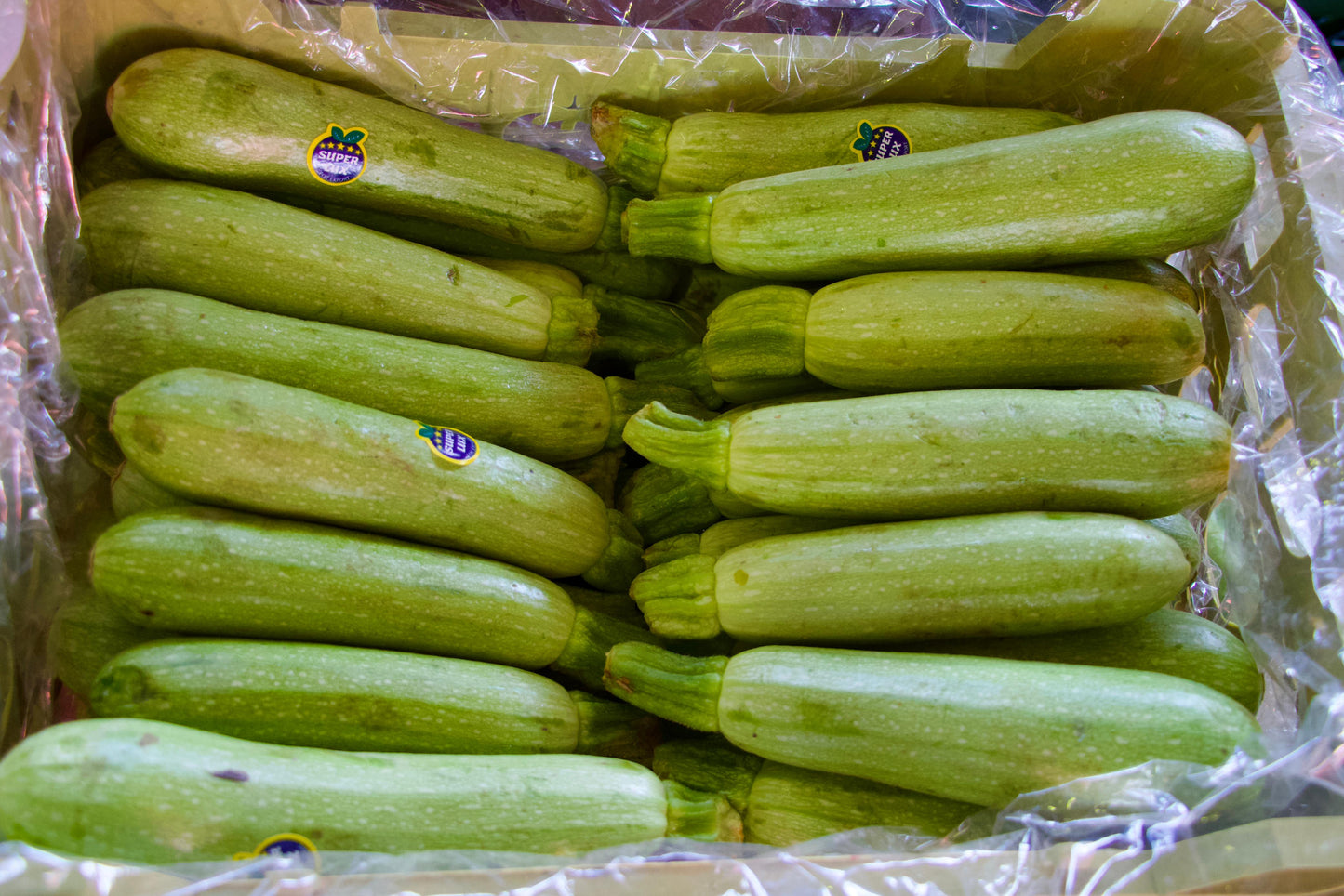 Zucchini IRAN 6kg كوسه ايران