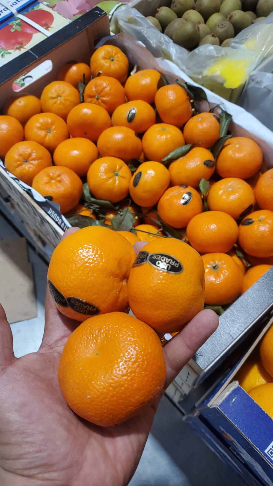 Mandarin (Spain) 7kg سنترة اسبانيا