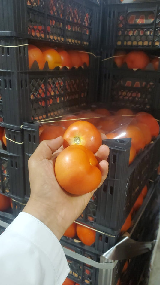 Tomato/ Syria 6kg طماطم سورية