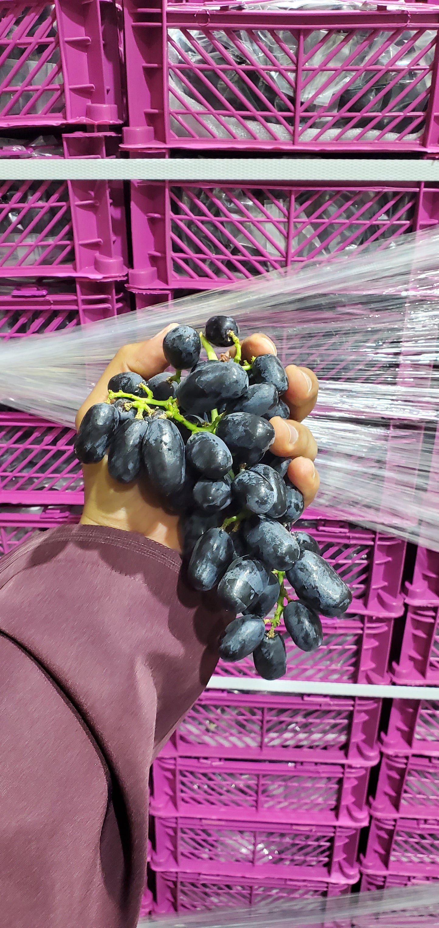 Grapes Black/ India 1.5-2kg عنب اسود هندي صغير