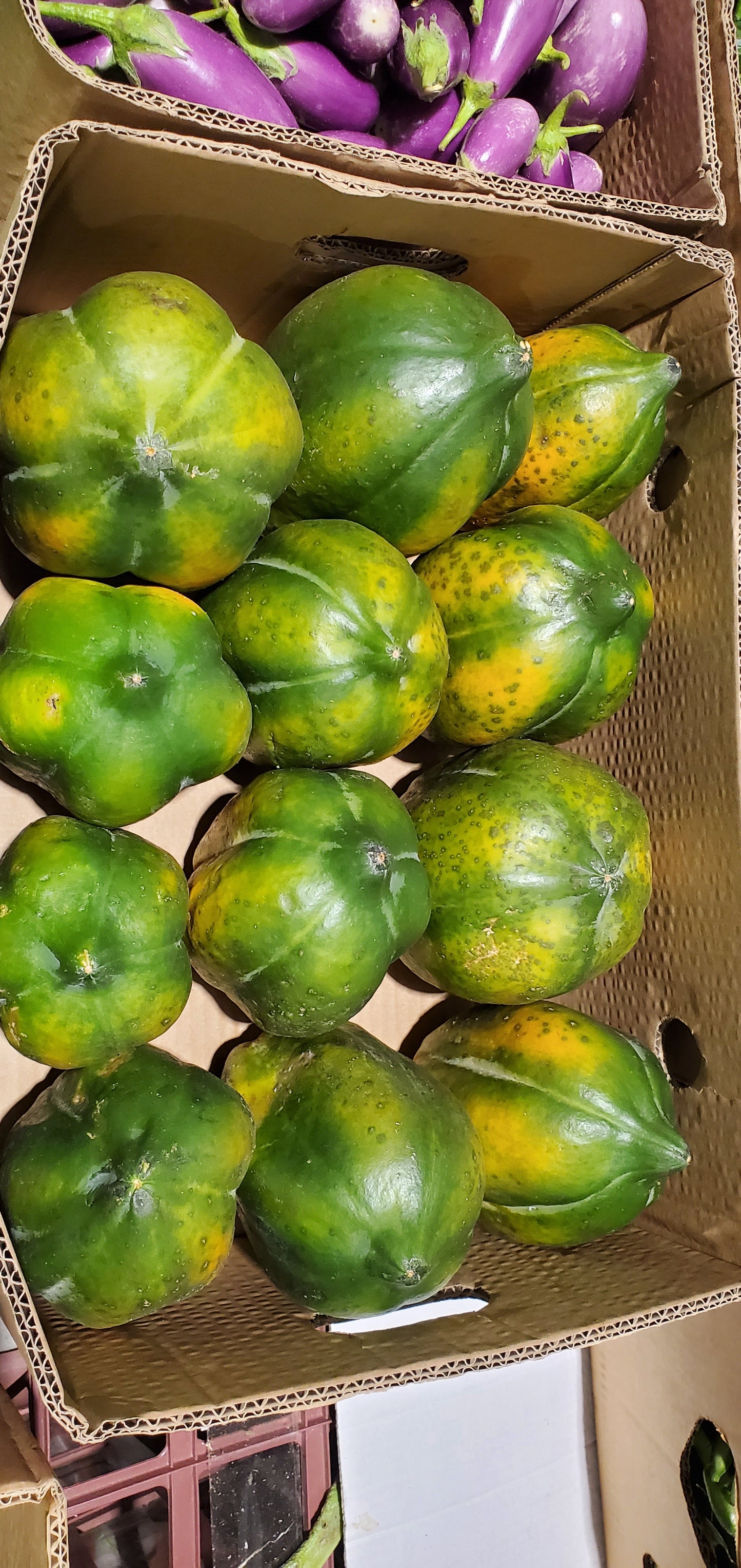 Papaya 10kg فيفاي