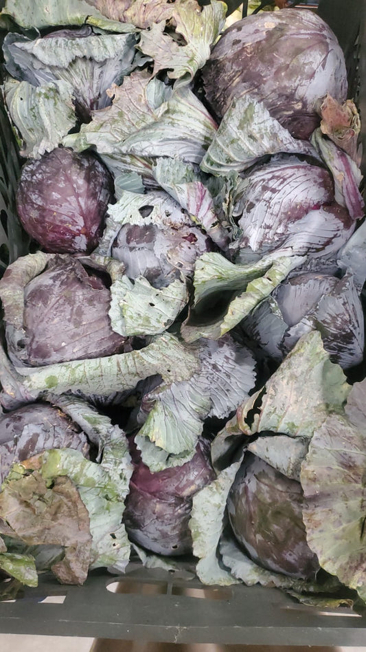 CABBAGE RED/IRAN 10kg ملفوف احمر ايراني