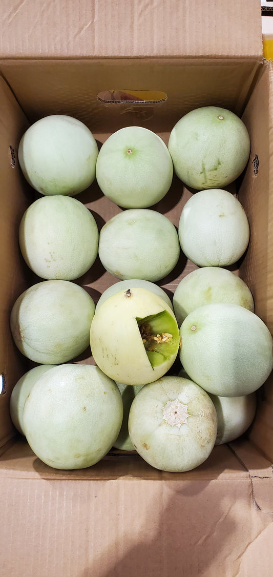 HONEY MELON 12kg شمام عسلي
