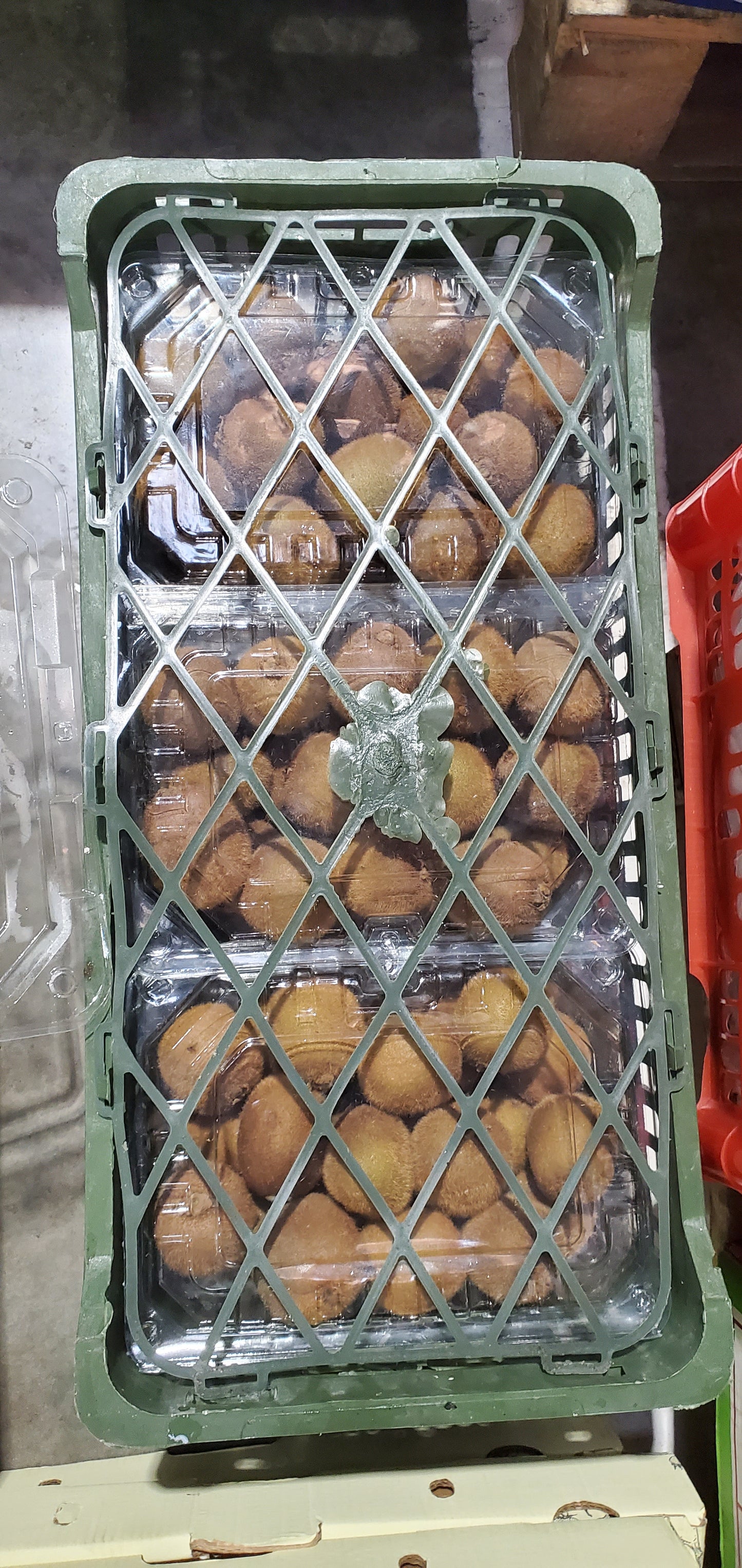 Kiwi/ Iran (1*6)  كيوي ايراني