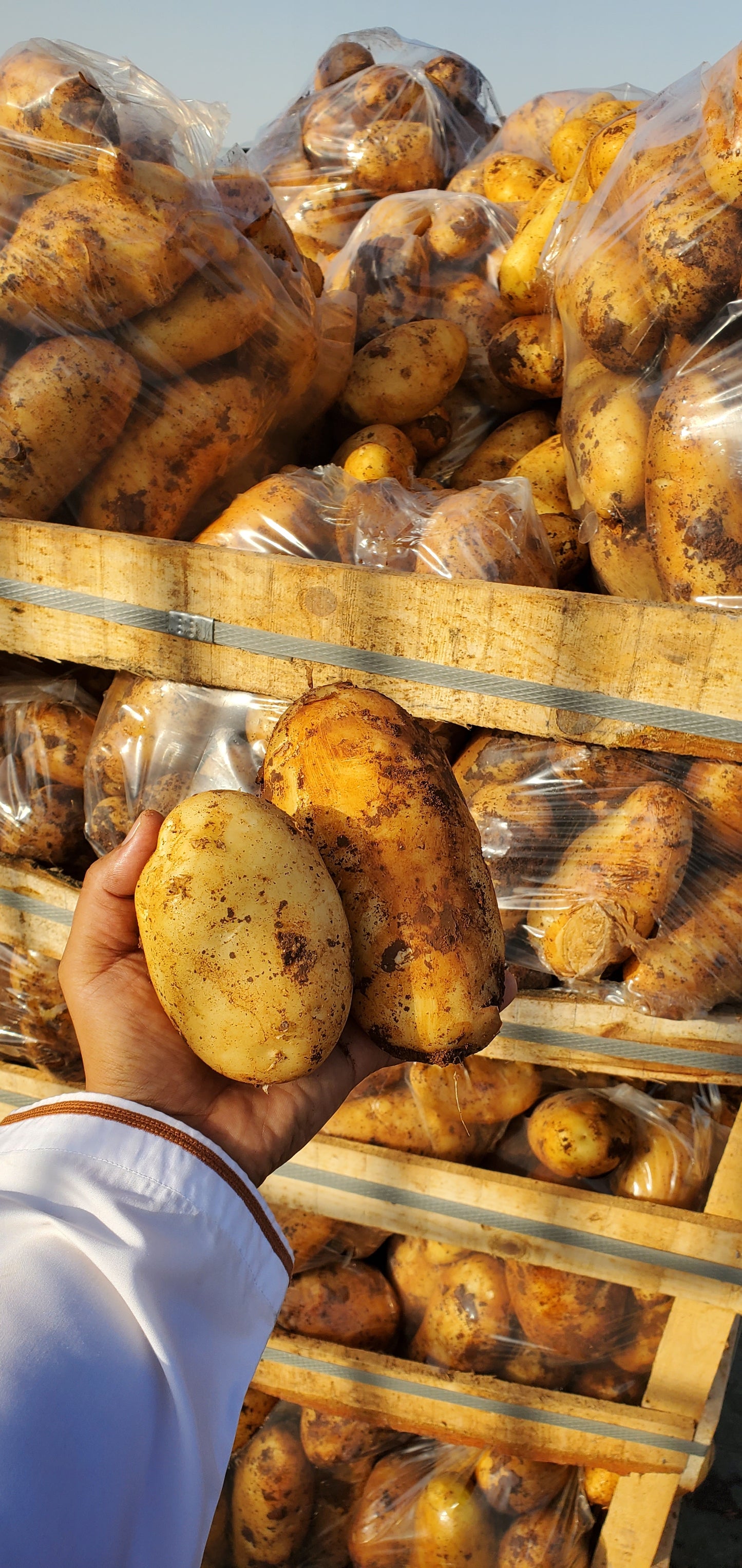 Potato/ Syria 20/18kg بطاطا سورية