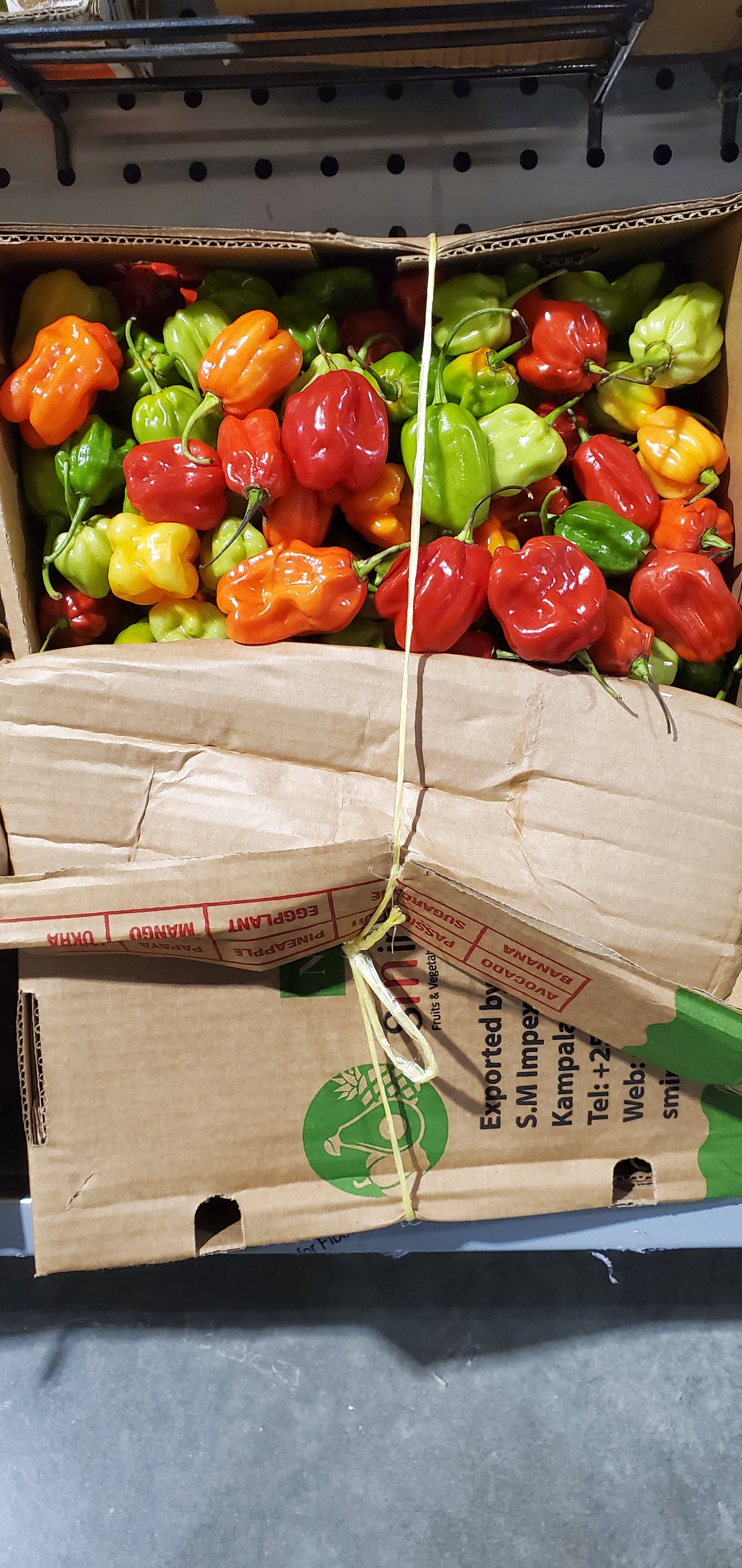 فلفل امبوزي أوغندا/Mbuzi pepper Uganda  4kg