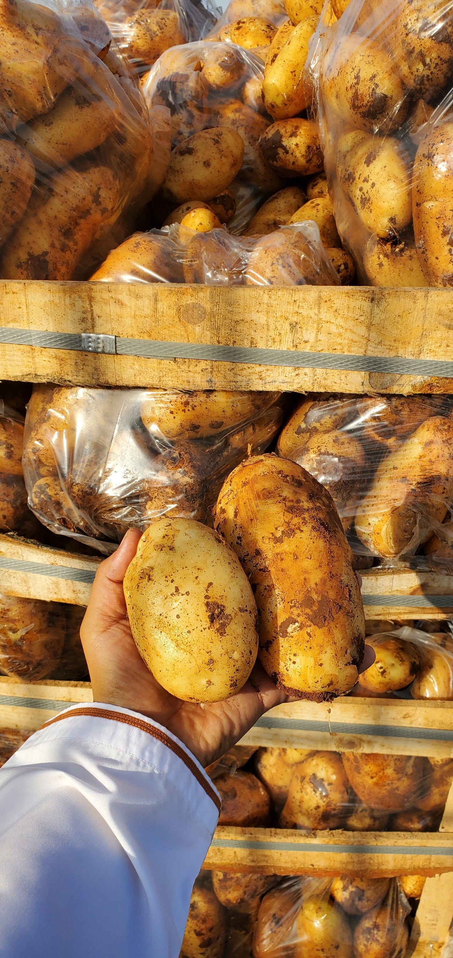 Potato/ Syria 20/18kg بطاطا سورية