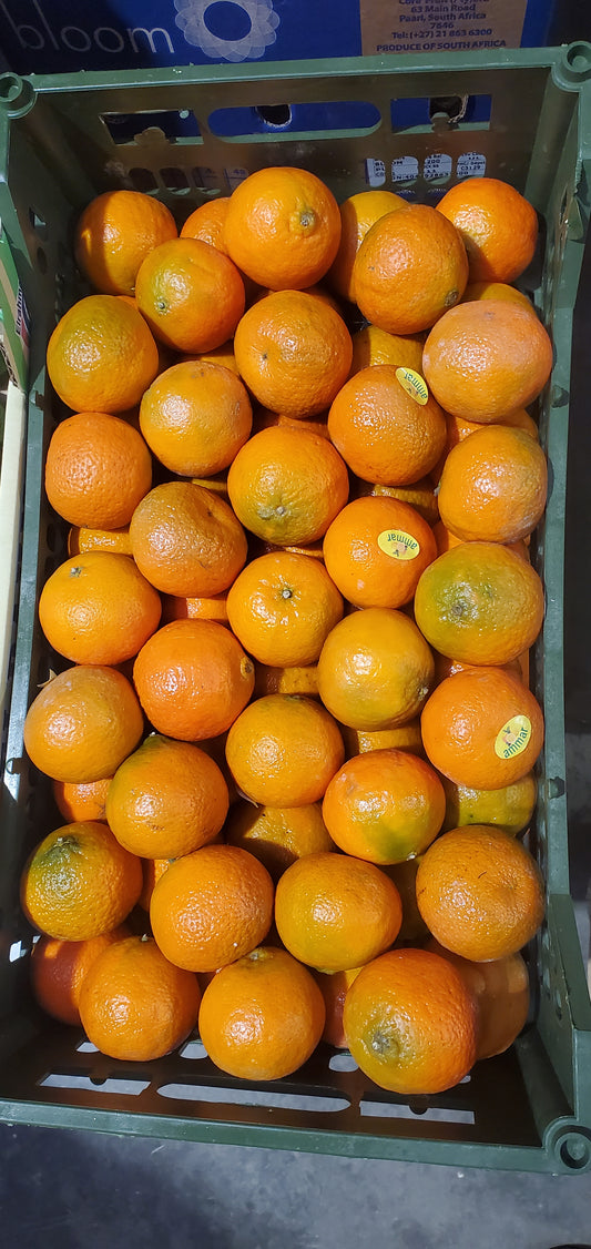 MANDARIN EGYP 7kg سنترة مصرية